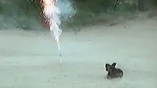 Dachshund Playing With A Roman Candle Firecracker