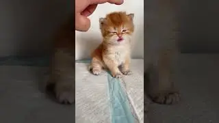 Am I sick? Why do I get more excited when the kitten gets angry?