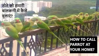 Call #parrot  at our balcony? # तोते को हमारी बालकनी में कैसे बुलाएं? Free flying talking parrots #