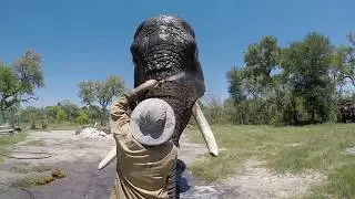 Jabu the Elephant cooling down in Botswana Sanctuary! Living With Elephants!