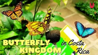 We visit Butterfly Kingdom in Costa Rica! | Spanish Butterfly Vocab