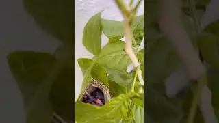Bird ne bchche ko#bird#birth#video#india#trending#shorts#viral🙏🏻🌹🌹🌹🌹🌹