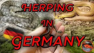 Finding Cool Snakes in Germany!