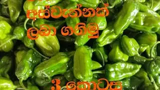 නයි මිරිස් වගාව | අඩු වියදමින් වැඩි අස්වැන්නක්  ලබා ගනිමු | 3 කොටස