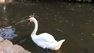 Don't mess with me swan at Palace of Fine Arts - September 2016