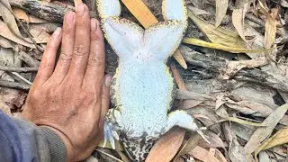 L Checked The Fish Traps And Caught A Big Frog, But L Arrived Too Late.
