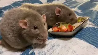 My rats try fine dining