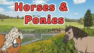 Horses and Ponies for Kids! | What’s the Difference Between a Horse and Pony?