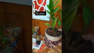 Low maintenance indoor plant #lowmaintenanceplants #indoorplants #plantsforhome #plantsforbeginners