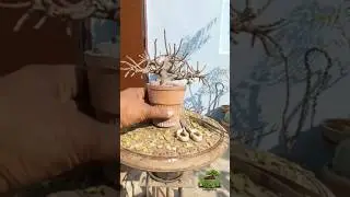 Mini Jade... #jade #bonsai #like #subscribe #trending #youtubeshorts #viral #fyp #shorts #ytshorts
