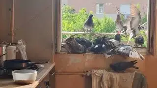 I put food for pigeons | Beautiful Fancy Pigeon's Video: Best fancy pigeon breeds & arpacas