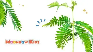 Fun Facts About Sensitive Plant🌱Plant Facts for Kids🌿Children Educational Videos for Preschoolers