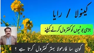 Best Formula to Control Canola/Raya Weeds Effectively | How to control weeds from canola/ raya crop