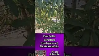 Plant Profile: Schefflera (Heptapleurum) Rhododendrifolia