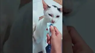 #cat eating creamy snack
