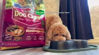 Dog Chow Tender and Crunchy