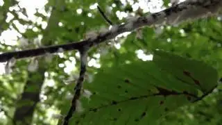 Grylloprociphilus imbricator - Beech Blight Aphid