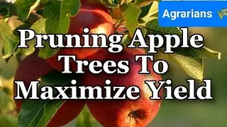 The Expert Pruner || apple pruning