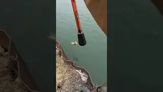 Eco-friendly fishing line!#bassfishing#fishinglife #nedrig#water#earth#lurefishing #views#getoutside