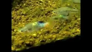 Xenotoca eiseni - New Male Being Introduced Into a Species Tank