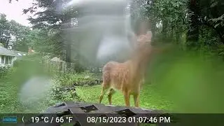 Fall 2022 -Jan 2024 Full Backyard Trail Cam Northeast MA
