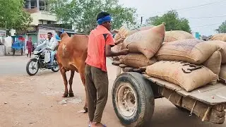 bullock cart heavy load || paddy ride || buffalo cart cg