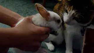 Cat Meets Bunny