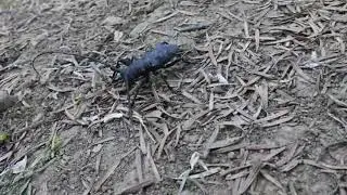Morimus asper