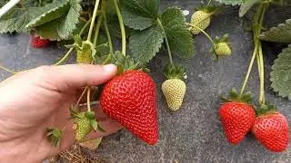 Frutas enormes em produção de morango no solo