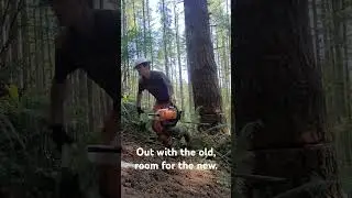 Another tree down. Making room for the young. #godscreation  #logging #timber #timberfaller