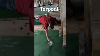 Bit By A Tarpon! #shorts #tarpon
