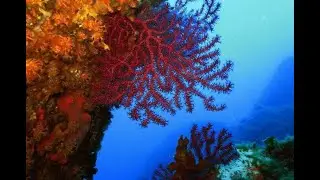 Plong&eacute;e Port Cros -LA POINTE DE MONTREMIAN - SpiritDiver
