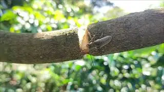 Insecto plaga 