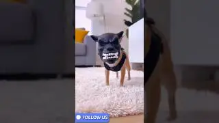 Try Not to Laugh: Ultimate Funny Animal Pranks 2026 😎😎 #AnimalPranks #trynottolaugh