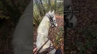 Sa&hellip; #horse #equestrian #pony #poney #pourtoi #animals #cheval