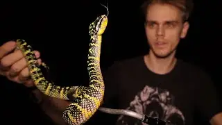 WAGLER'S PIT VIPER! Most beautiful snake in the world?