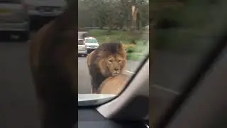 Lion Power