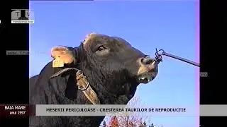 MESERII PERICULOASE  -  CREȘTEREA ȘI PLIMBAREA TAURILOR