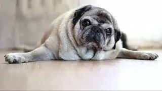SENIOR DOGS NEED LOVE TOO!