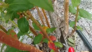 Como podar mi planta de blueberry Parte 1
