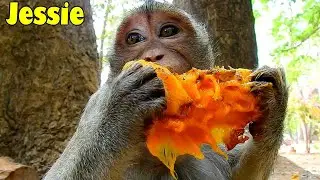 Proud Of You SOK! Jessie Got Very Sweet Mango That Left From Poor Sok, Sharing Is Loving.