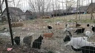 +200 cat Sanctuary Fenced yard