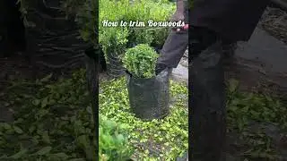 Boxwood trimming anyone can follow 🌿 #garden #nursery #plants
