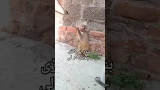 monkey 🐒 snatched a car | monkey Kong | wilderness survival skills #wilderness #nature #life #shorts