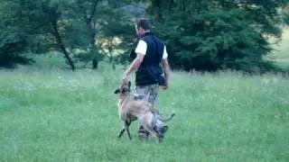 DRESAJ CANIN PROFESIONAL - BESTK9NATION.COM