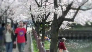 Springtime in Osaka