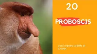 Proboscis monkey @FAUNA