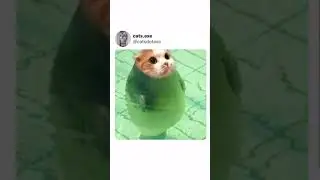 I Present to You... CAT-SEAL! Funny Photoshop Cat Twitter Tweet #shorts