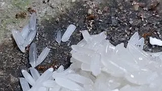 Relaxing Ants Feeding LIVE | Red Ants Eating Rice & Sugar | Relaxing Nature Observation #relaxing