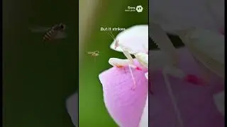 This flower attacks #shorts #zovi #nature #animal